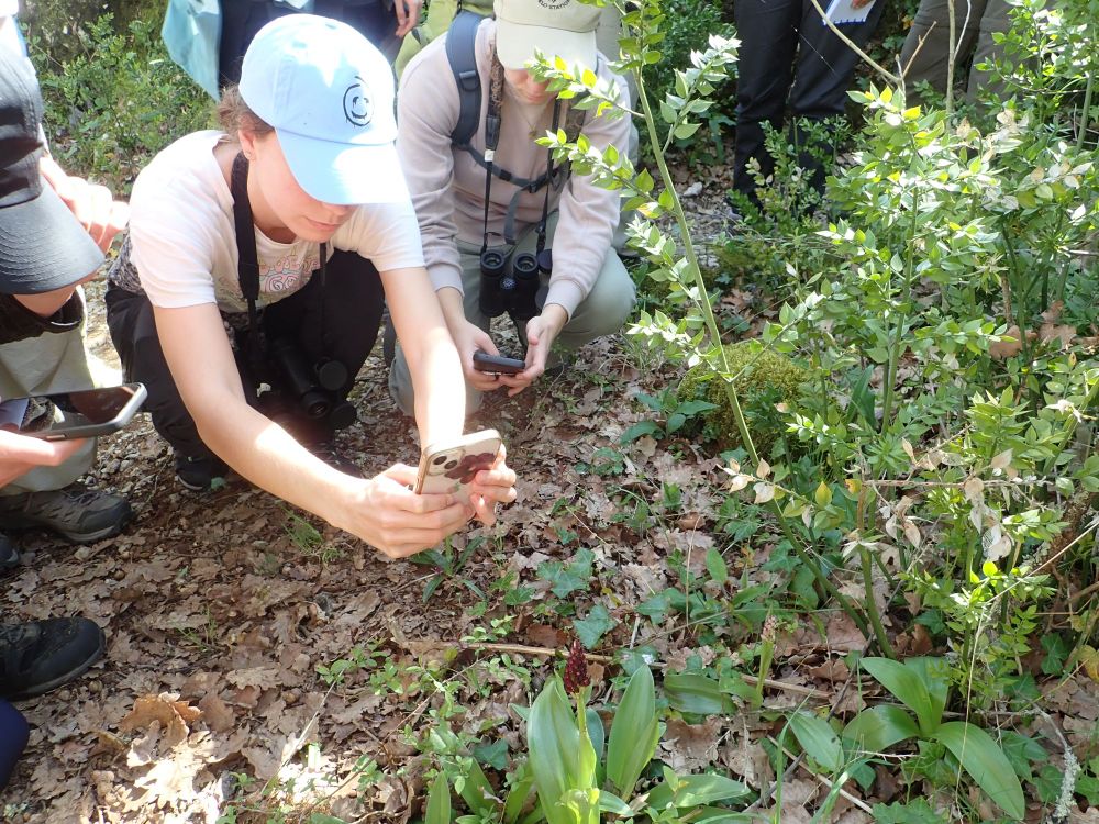 Students leaning down to take photos of orchids. The orchids are not yet open, but have pointed, dark flower buds. 
