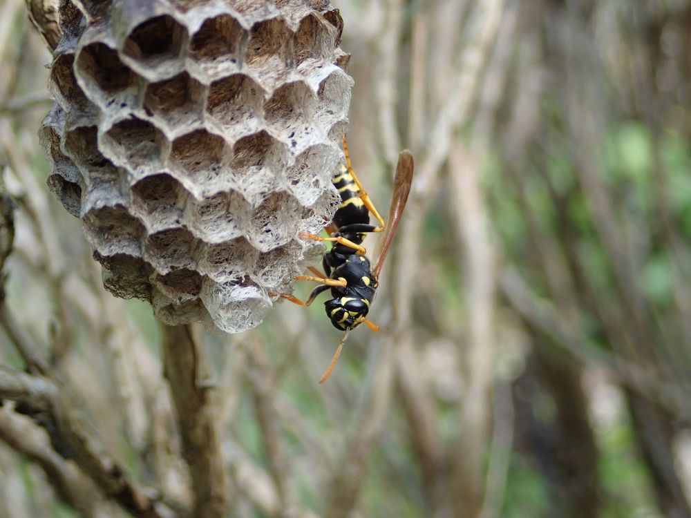 A paper wasp on her nest. The nest is small and contains about 30 cells.