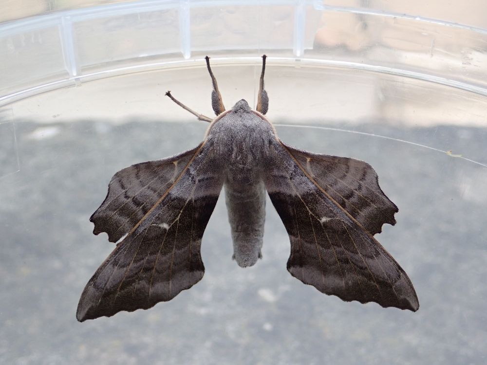 A Poplar Hawk Moth. It is grey with angular wings.