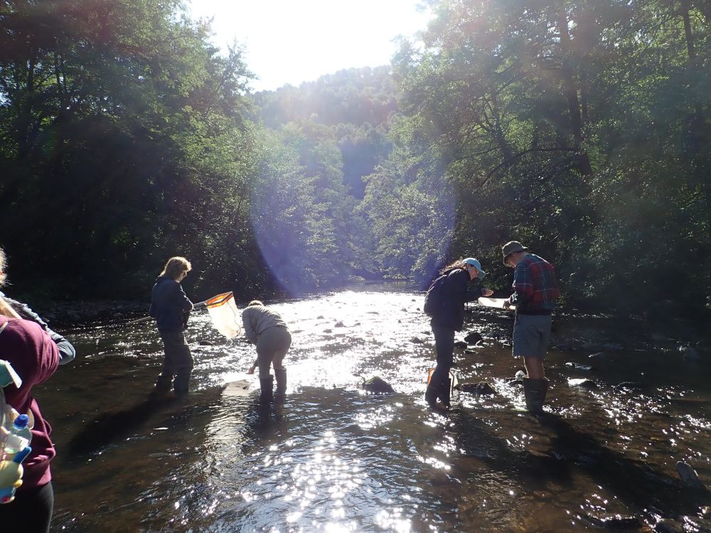 A group of students sampling invertebrates in the shallows of a river. They are wading in wellington boots and have long-handled kick-sapling nets and white trays. Some are looking in their tray to see what they have caught.