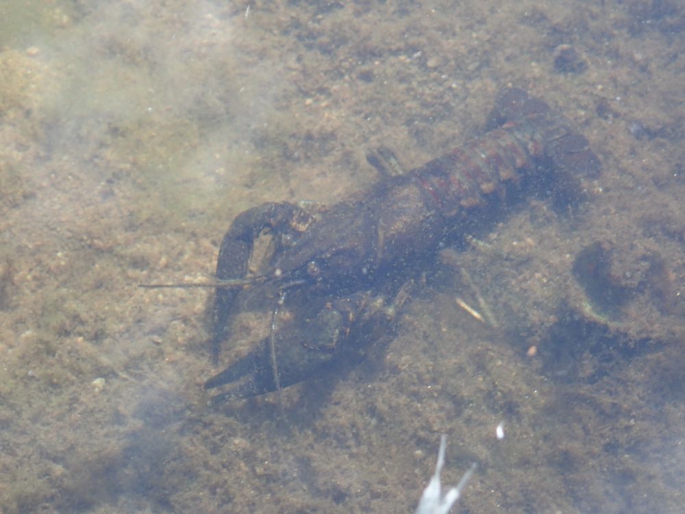 A Spinycheek Crayfish