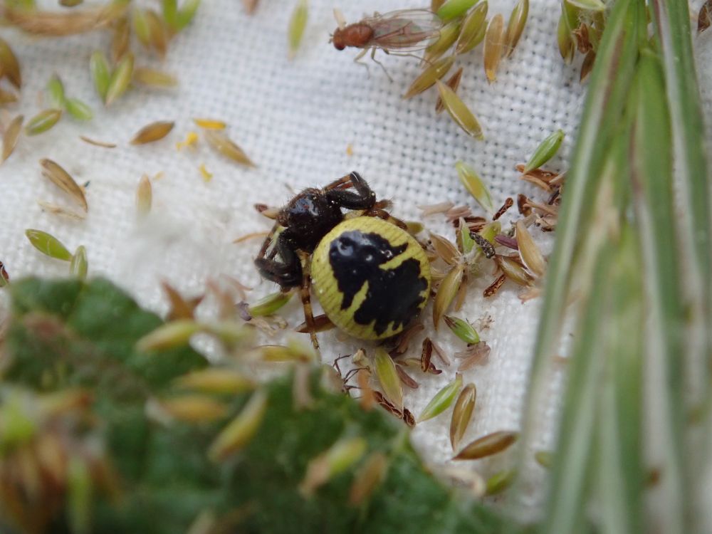 A female Napoleon Spider. She has a yellow abdomen with black markings that resemble the bust of Napoleon wearing his bicorne hat.