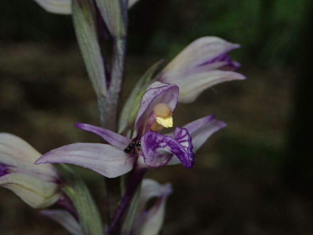 A Violet Bird's Nest Orchid. It is a purple flower with yellow stamens. An ant is visiting it.