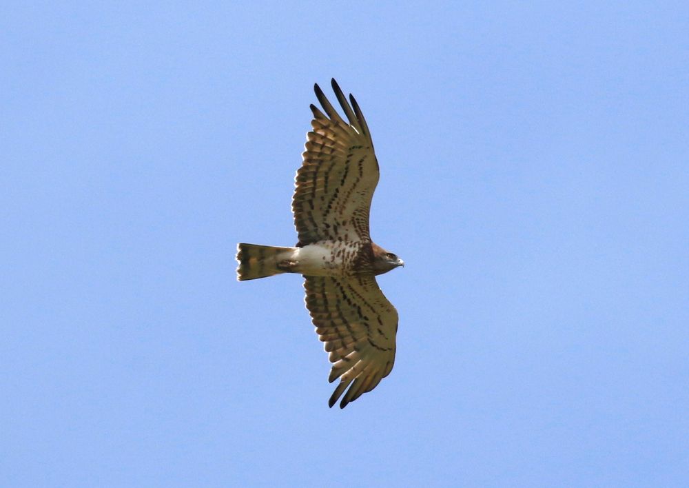 A Short-toed Snake Eagle it flight. It has a pale underside with rows of fine spots. 