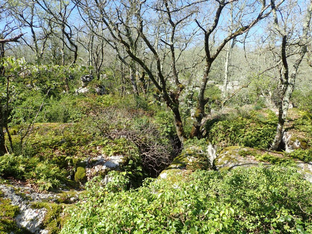 The top of a limestone platform in the garrigue. The oak trees are bare of leaves, and mosses and low-lying plants cover the limestone with green foliage.