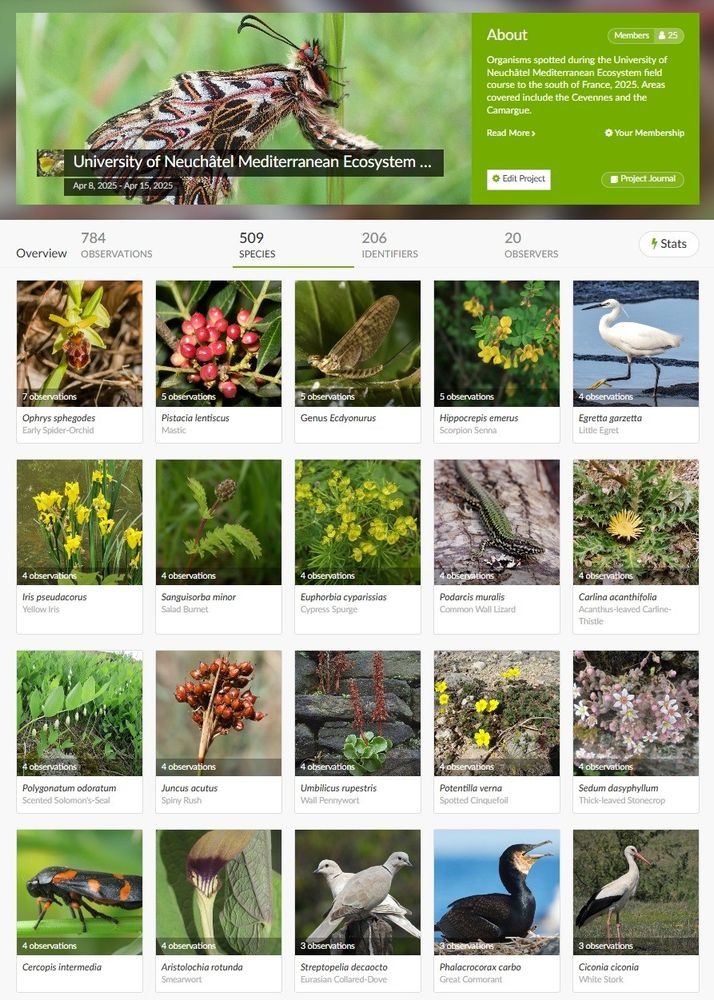 The front page of a project in iNaturalist. The description reads "Organisms spotted during the University of Neuchâtel Mediterranean Ecosystem field course to the south of France, 2025. Areas covered include the Cevennes and the Camargue." 784 observations have been made, with 509 species recorded. Below this are titles depicting the most commonly encountered species including plants, birds and mayflies.