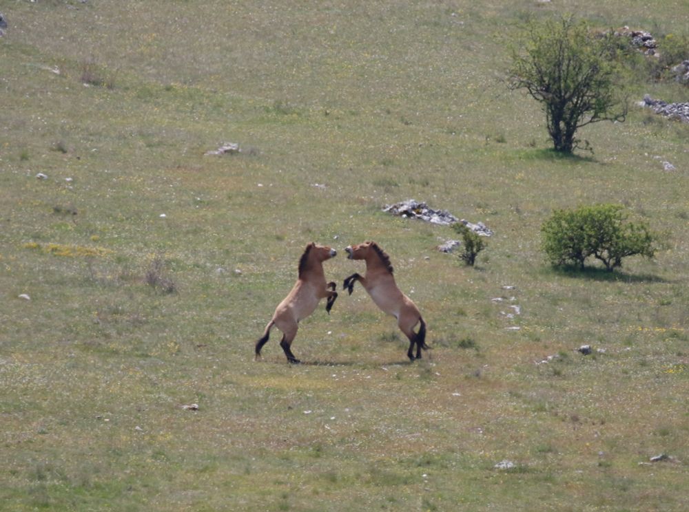 A pair of Przewalski's Horse stallions fighting. They are rearing up at each other and one has its mouth open. They are on short green grass with stunted trees nearby.