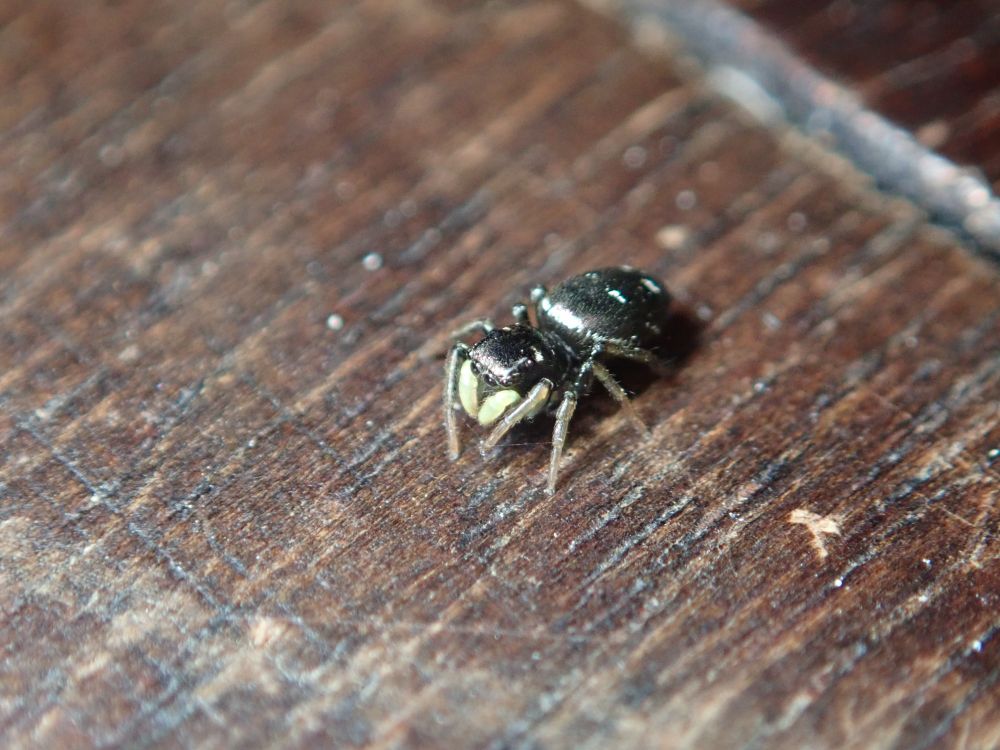 A Copper Sun Jumper spider under white light. The spider is small and dark with pale legs and yellow palps.