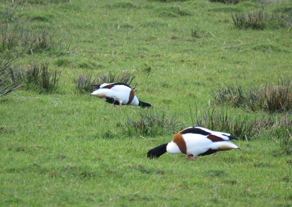 Pair of Shelduck feeding in marshy field.