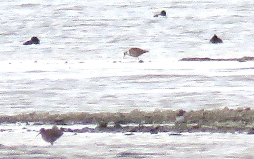 Distant shot of male Ruff moulting into summer plumage (white ruff beginning to form). Redshank and Ringed Plover in front with Tufted Ducks behind.