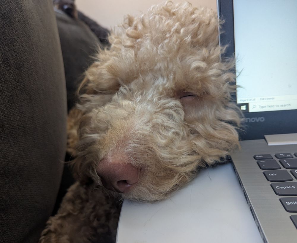 Goldendoodle napping on the corner of a lap desk. 