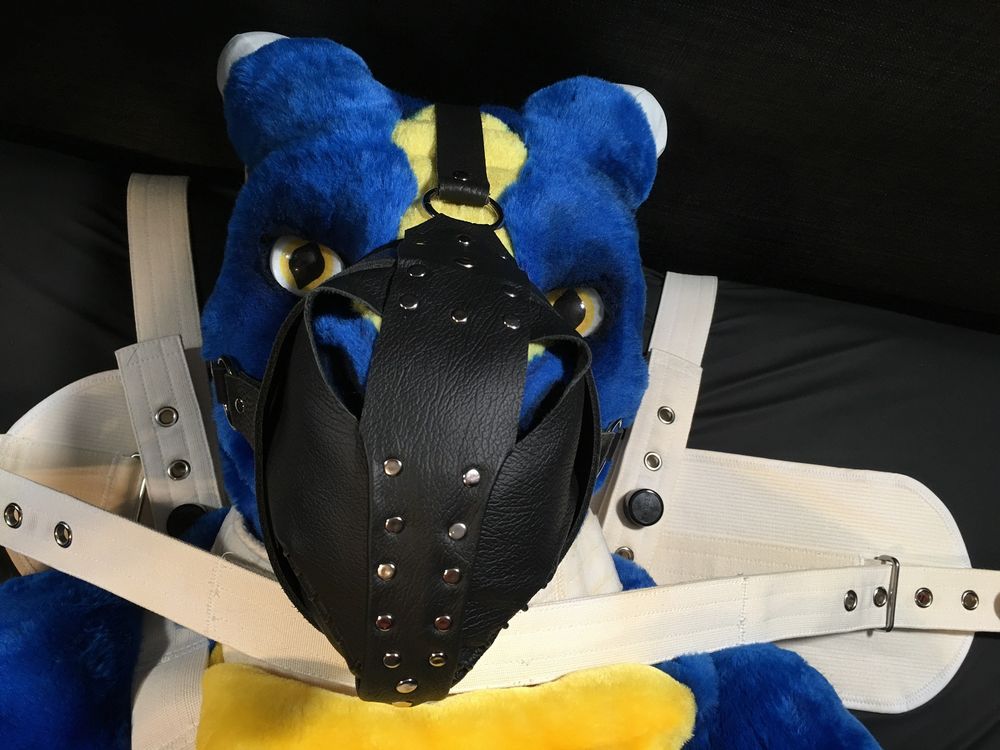 (Fursuit photo) - Sabre, a blue and gold western dragon, is seen strapped down to a bed on his back in a segufix. His head and neck are completely immobilized, and his snout is strapped in a tight black leather muzzle. The view is a close up of the tip of his muzzled snout, with the metal studs and detail of the surface of the leather clearly in focus. The dragon stares past his own muzzled snout at the viewer with inquisitive eyes.