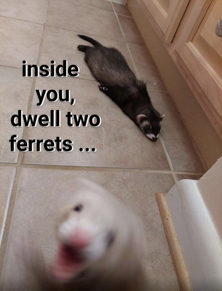 A black ferret lies down straight like a limp noodle on the kitchen floor. Next to him is the text "Inside you, dwell two ferrets...". At the very bottom of the image is a white ferret jumping towards the camera, motion blurs heavy.