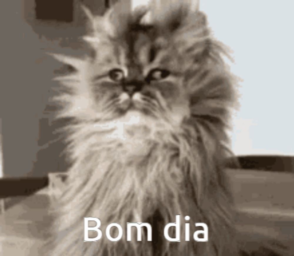 a black and white photo of a fluffy cat with the words bom dia written on the bottom .