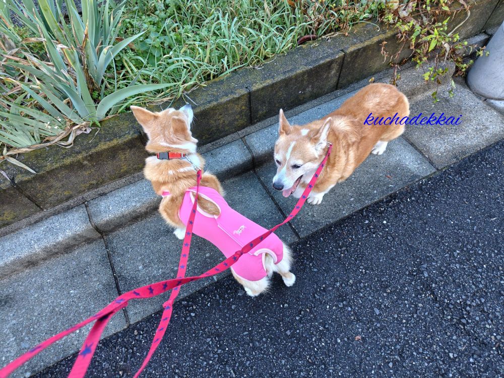 左がピンクの術後服を着ているコーギー桃子
右がコーギー花子