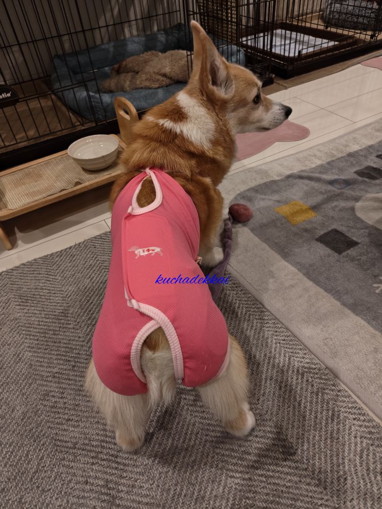 ピンクの術後服を着たコーギー桃子の後ろ姿