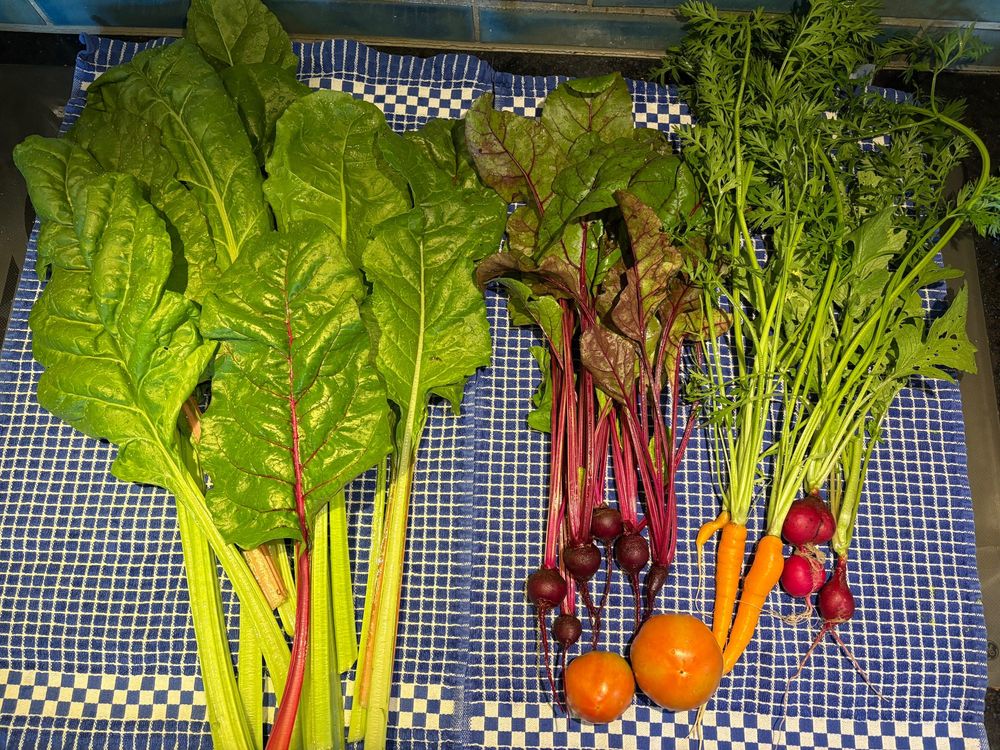 Garden produce arranged on a pair of blue checked towels 