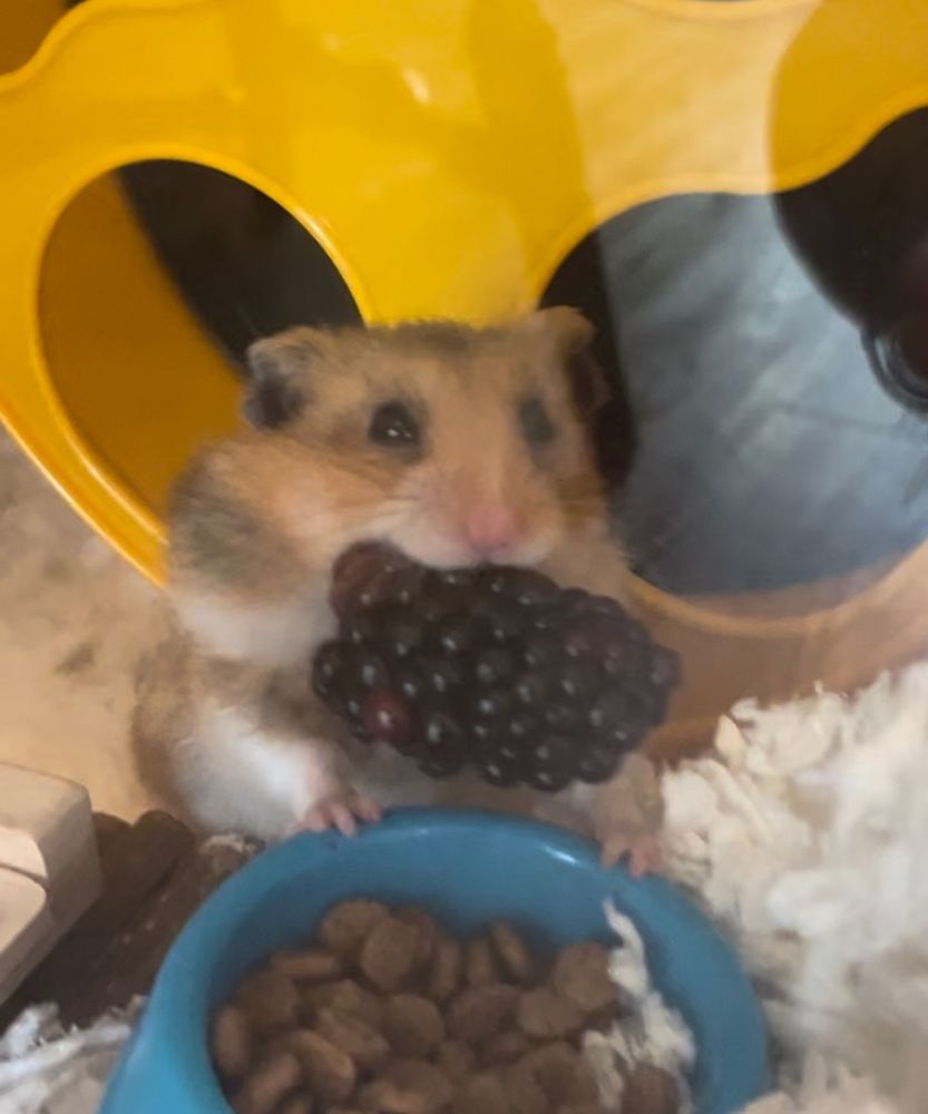 Hamster holding a blackberry in his mouth