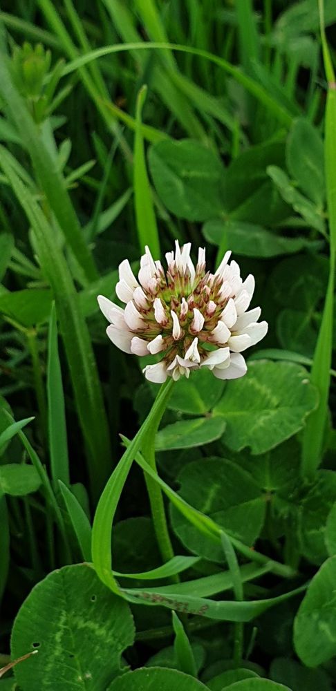 Trèfles plus une de ses fleurs 