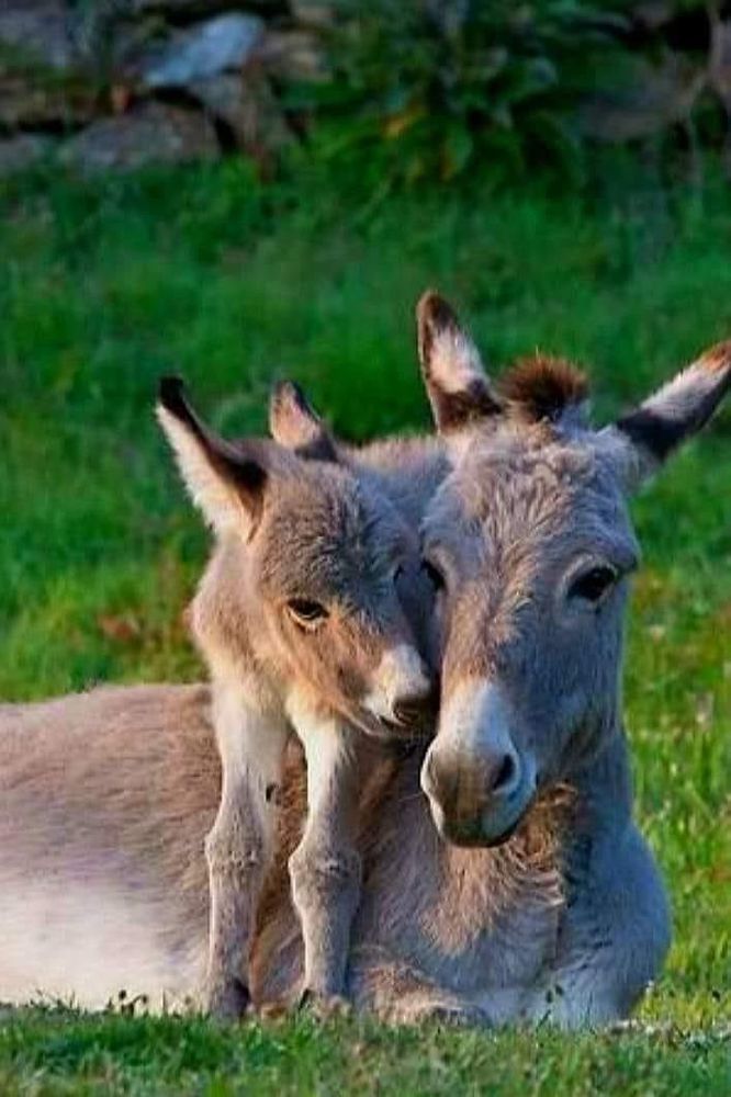 Une ânesse et son petit couchés dans l'herbe, l'amour ressort de cette photo 
