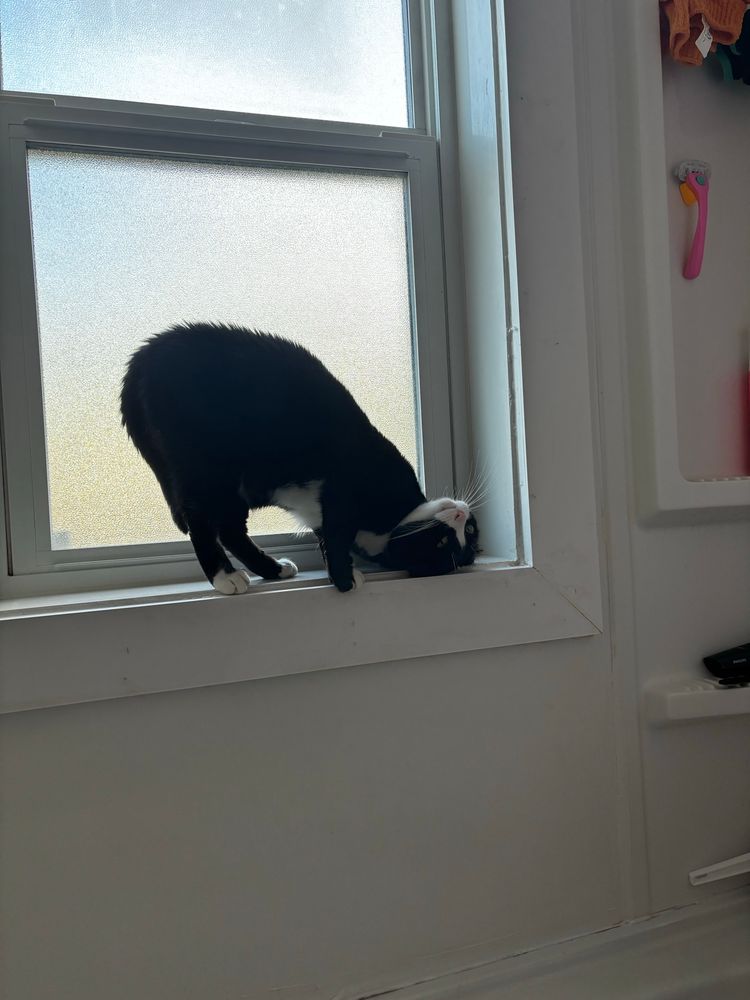a black and white cat standing in on the windowsill in a bathroom, she is bent over to rub her face on the edge of the windowsill but now her head is entirely upside down while her butt is in the air