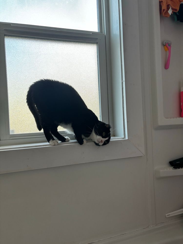 a black and white cat standing in on the windowsill in a bathroom, she is bent over to rub her face on the edge of the windowsill. 