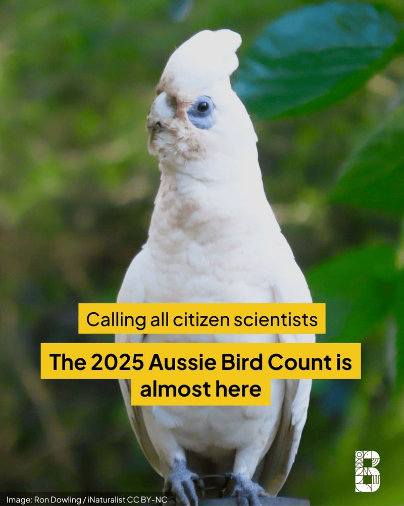A white parrot-like bird looking at the camera with a leafy background. Text over the image says "Calling all citizen scientists. The 2025 Aussie Bird Count is almost here"