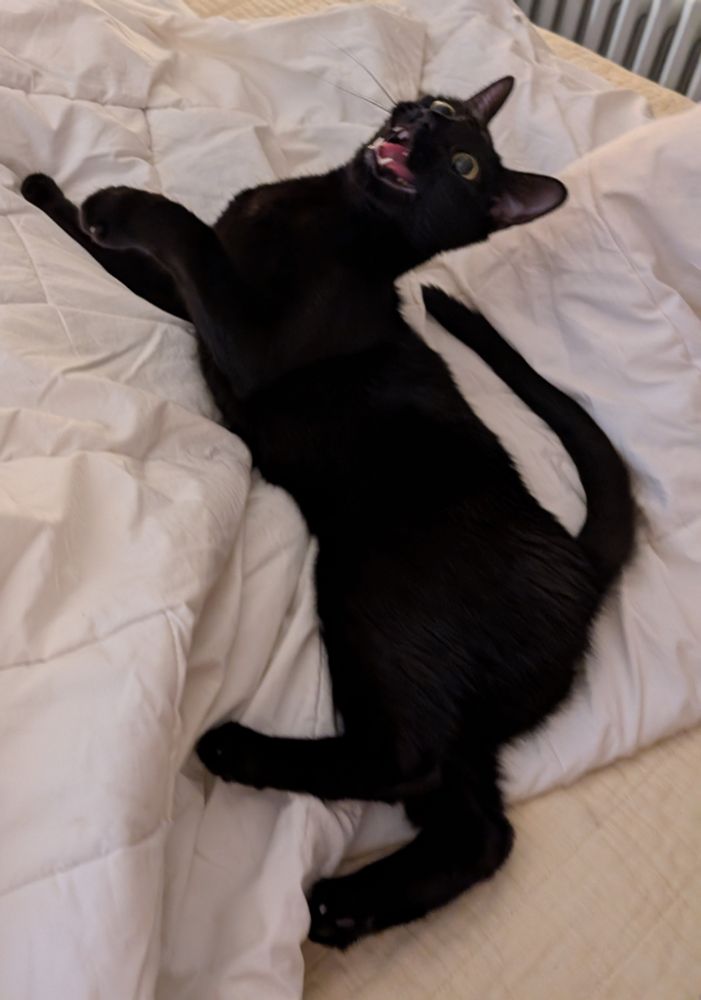 A black cat, mouth open, bottom fangs bared in a remarkably silly way, looking like something out of a Ghibli film.