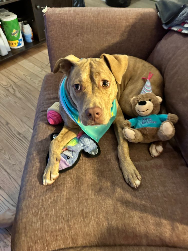 Penelope, a brindle pitbull, is laying on a purple couch. She's wearing a teal bandanna and is surrounded by her birthday presents: a teddy bear wearing a birthday hat and a sweatshirt that says Happy Birthday, a cupcake chew toy, and a flat unicorn with squeakers inside.