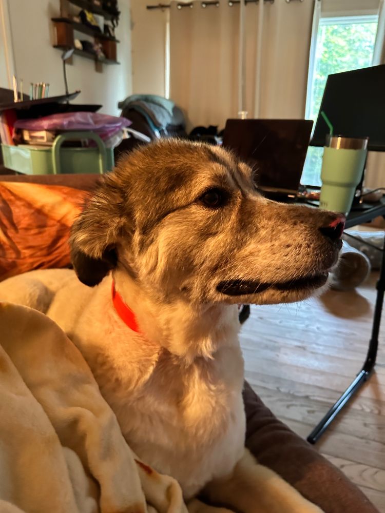 Rocky, a brown and white Great Pyrenees mix, laying on the couch in my spot
