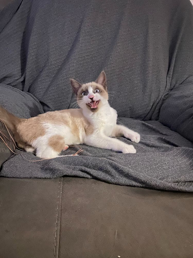 Light brown and white kitten sitting on a chair with her mouth open looking directly into the camera. Adorable, funny and slightly creepy