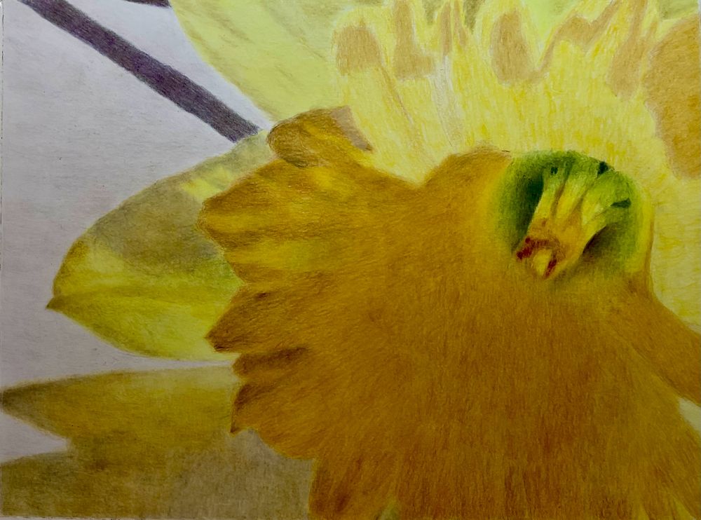 A very close up drawing of a daffodil in yellows and yellow oranges.