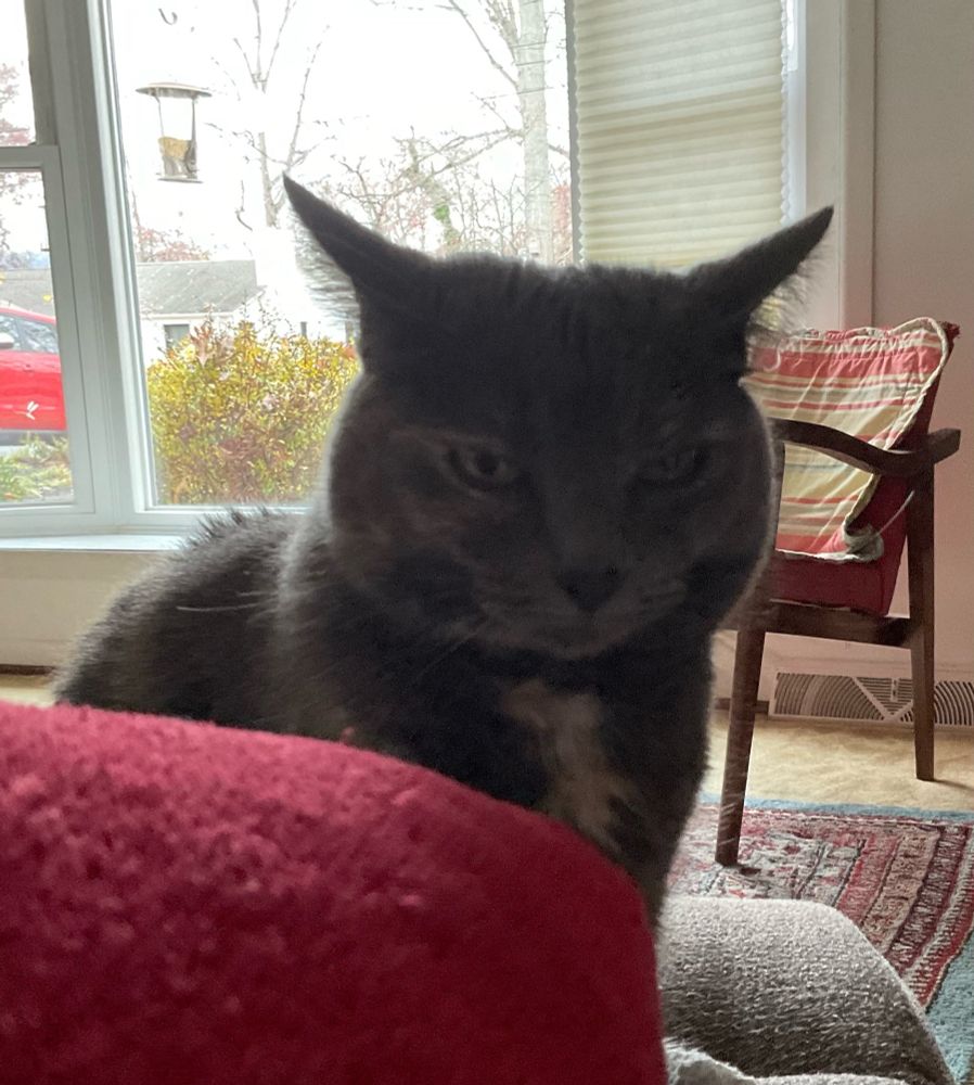 Gray cat in closeup, staring, with ears slightly back in disapproval.