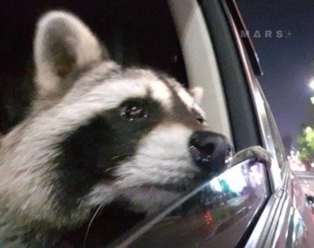 Raccoon looking out of a car window with tears in his eyes 