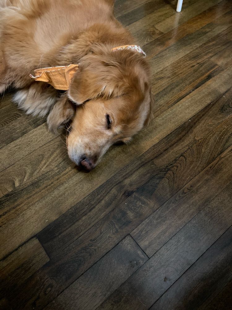  A sleeping Golden retriever on a hardwood floor