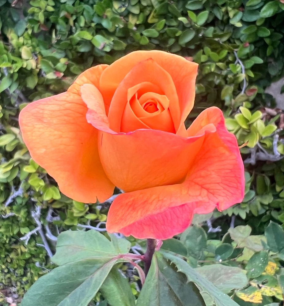 Rose with orange and pink shades. 