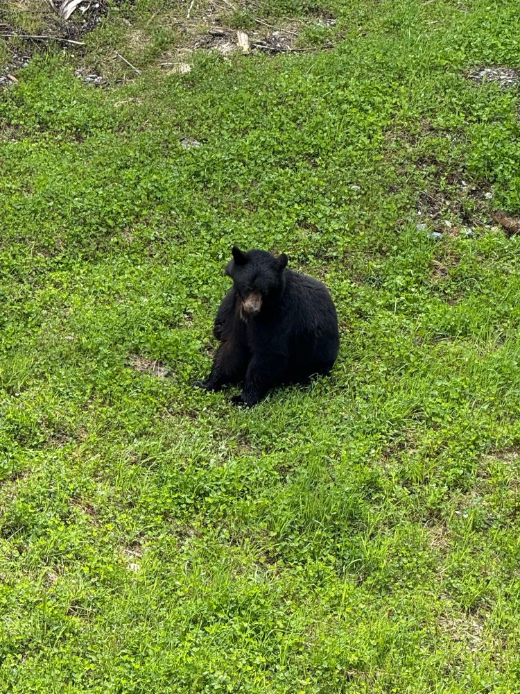 Bear sitting in grass