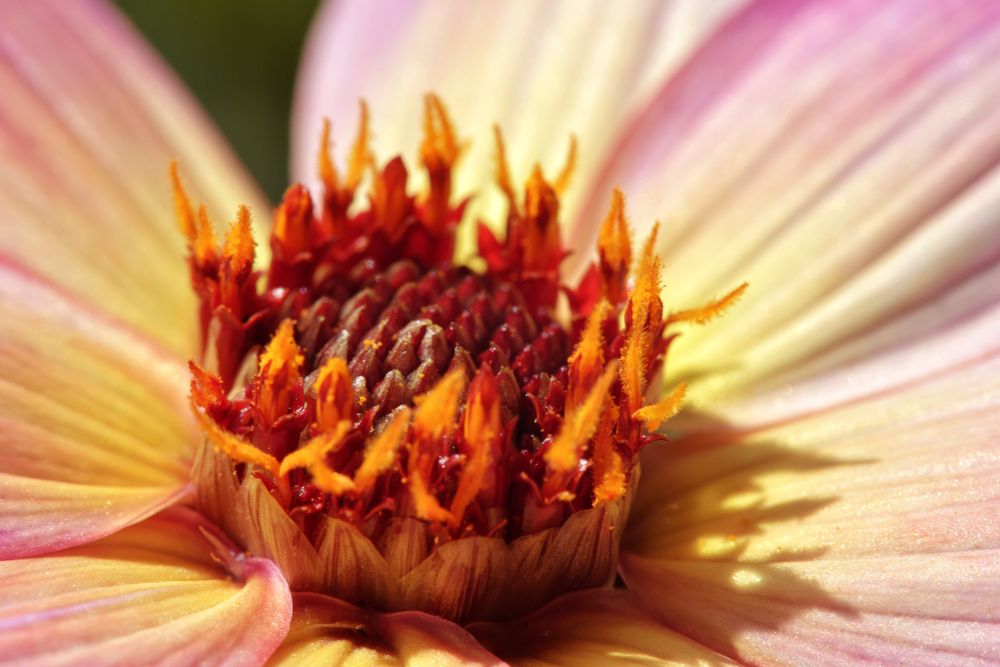 macro, close up photo of a flower, surrounded by petals and shadow in the mid summer sun 