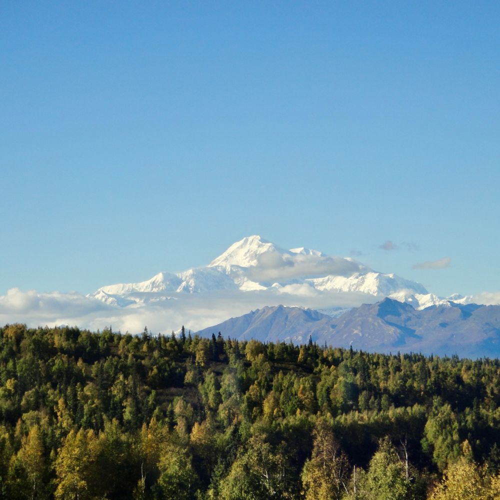 Snow-capped Denali mountain peak in Alaska with autumn forest in foreground under a clear blue sky.