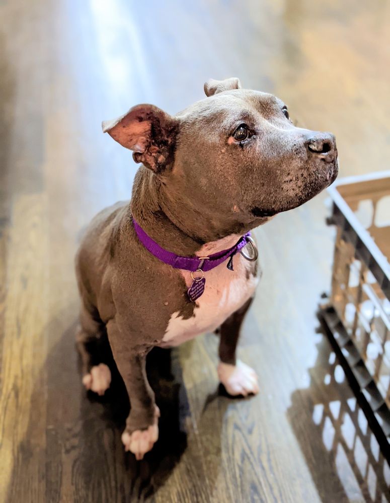 Small gray pitbull. 
