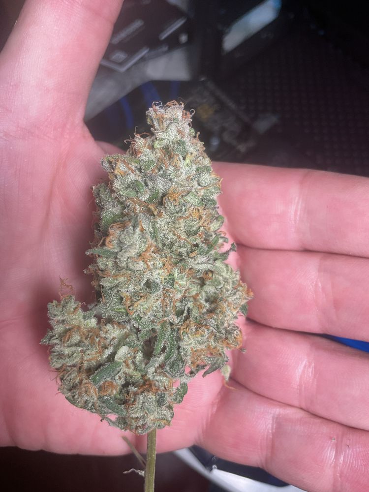Forum stomper X toof decay nugget in my hand 