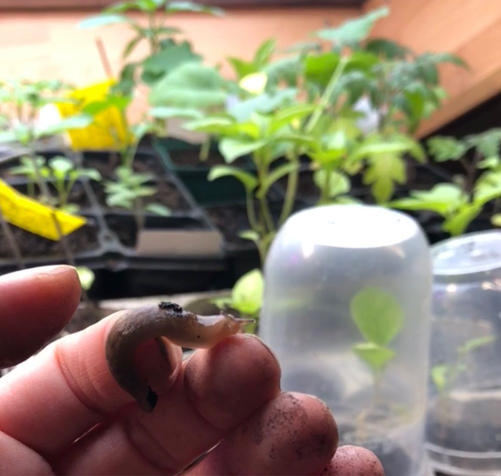 Baby Schnegel auf der Hand. Im Hintergrund kleine Gemüsepflanzen.