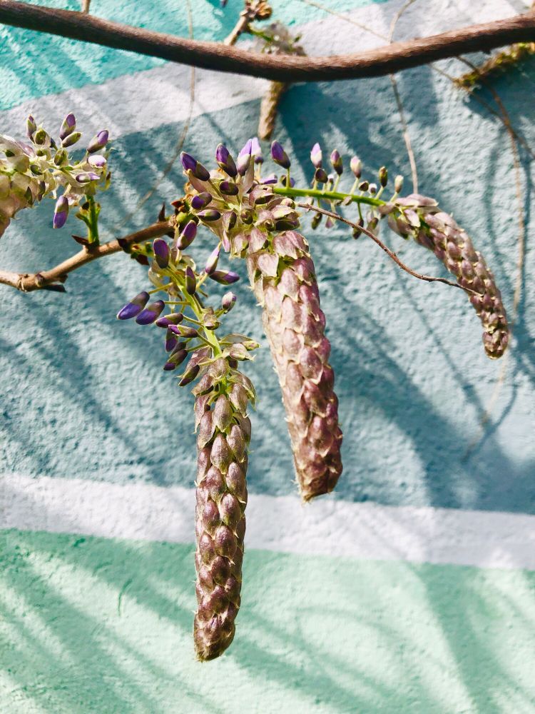 Chinesischer Blauregen vor einer grünen Wand.