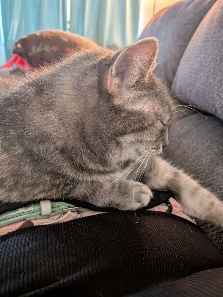 Grey cat on lap. Her name is Lady.