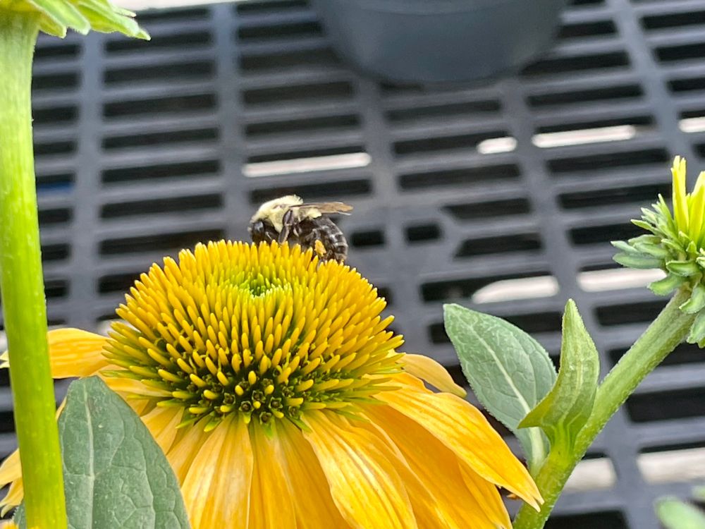 Bee on cone flower - Kittanning pa - August 2025