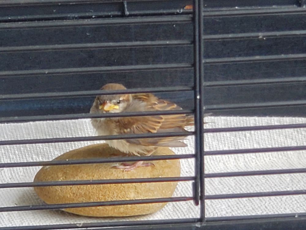 Sparrow fledgling- resting after getting yards of trash (strings, gumbands,plastic&so on) off her foot at a big chain store in pa-Sept 2025