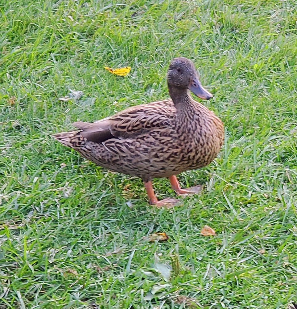 Female mallard hybrid 3mo old - burrell lake park- lower burrell pa 15068 - Sept 2025