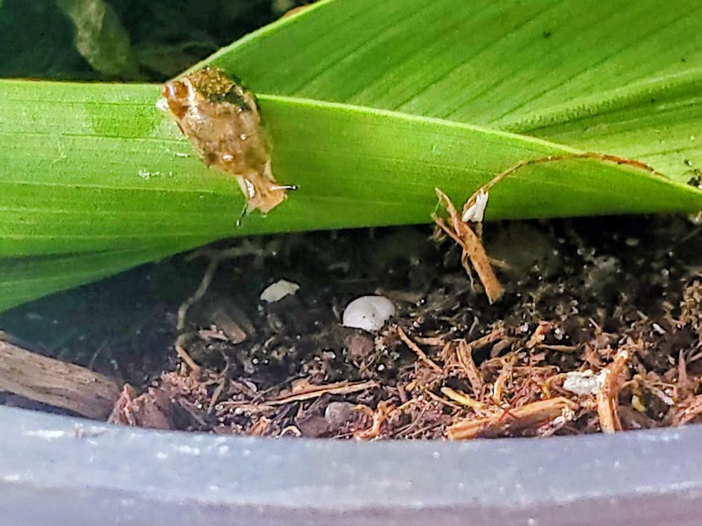 Garden snail - Blairsville pa - August 2025