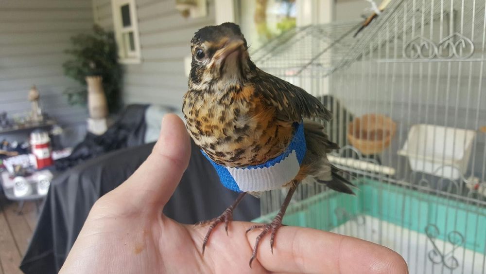 American Robin with sprained wing (healed successfully)- new kensington pa 15068 - July 2022