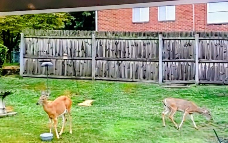 White tailed deer- new Kensington pa 15068- August 2025